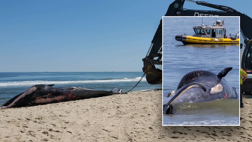 Giant dead sei whale