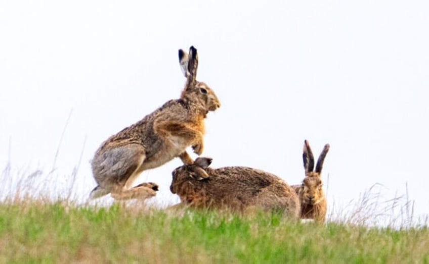 cute but calamitous australia labours under rabbit numbers