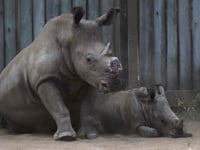 Cutting off rhinos’ horns is a contentious last resort to stop poaching. A new study found it works