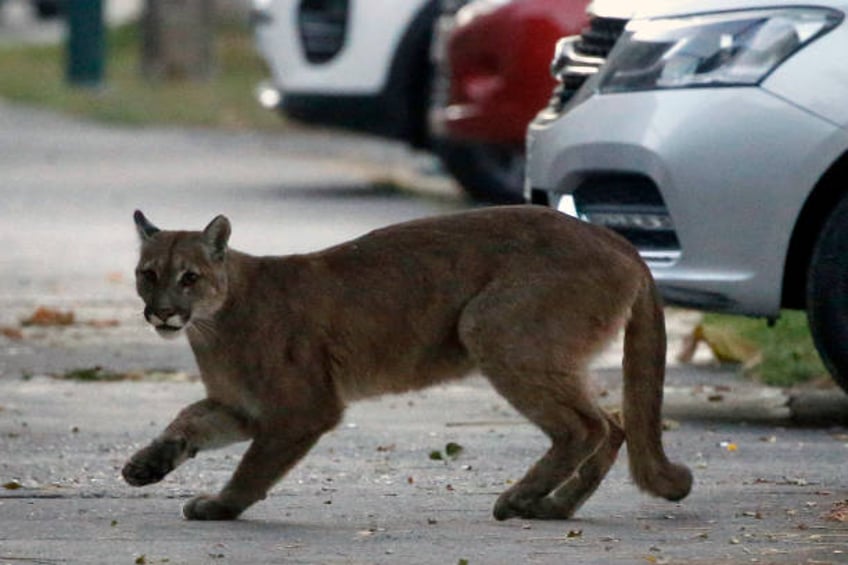 Picture released by Aton Chile showing an approximately one-year-old puma in the streets of Santiago on March 24, 2020 which according to the...