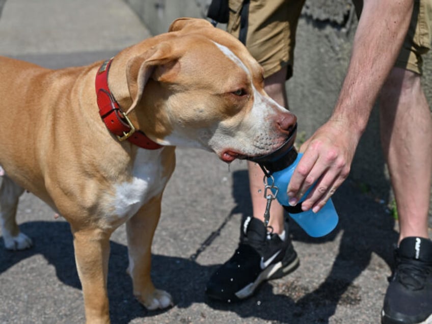 danger to our communities uk govt finally moves to ban deadly american bully xl dogs