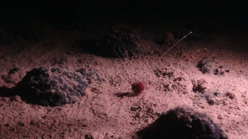 Polymetallic nodules and an abyssal urchin