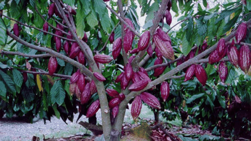 The Cacao tree. 