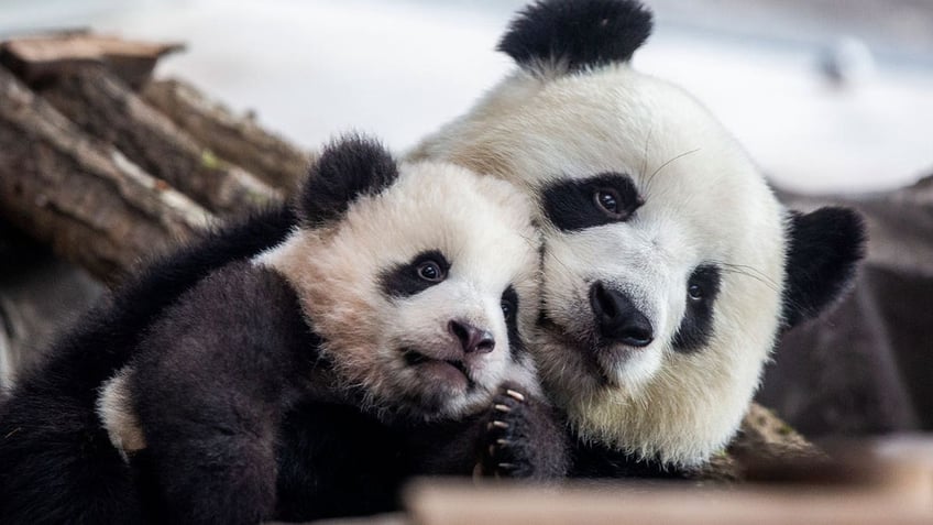 Pandas