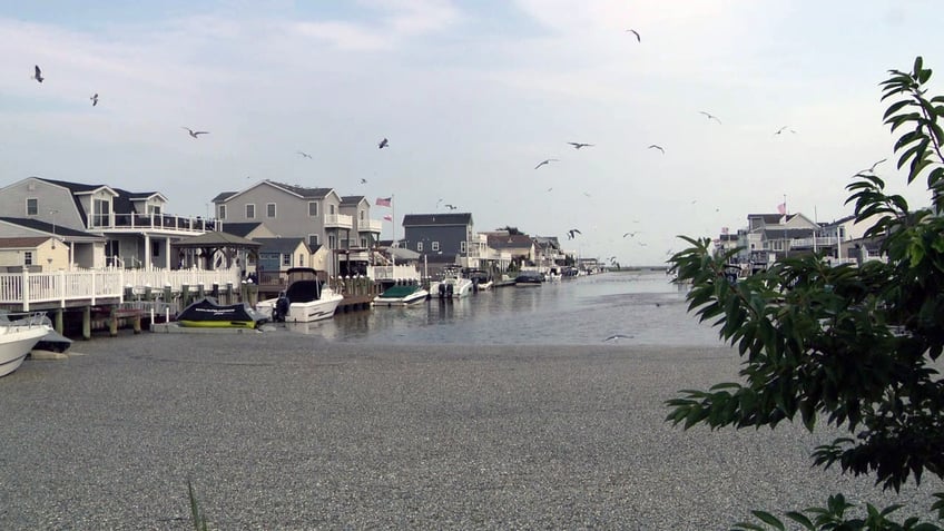 View of dead fish gathering at Little Egg Harbor