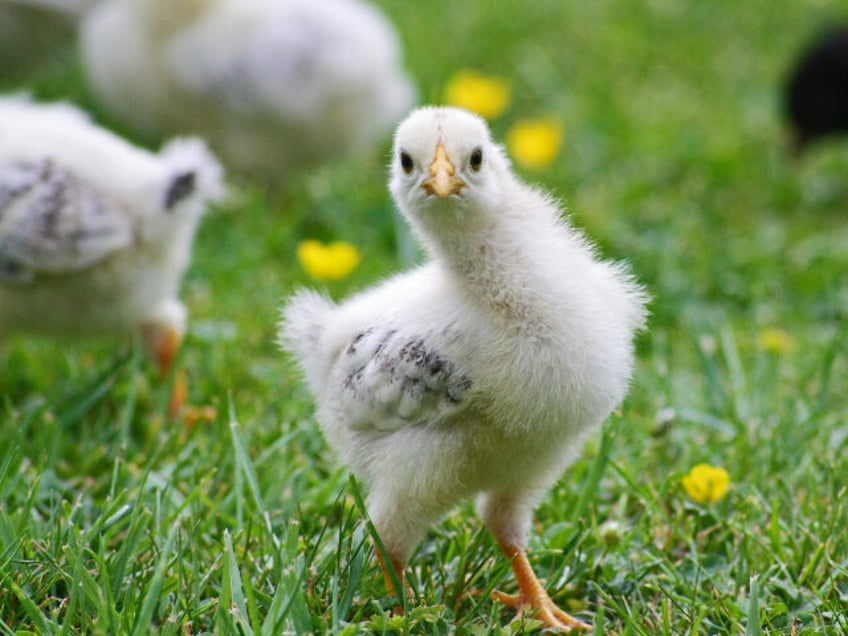 chick