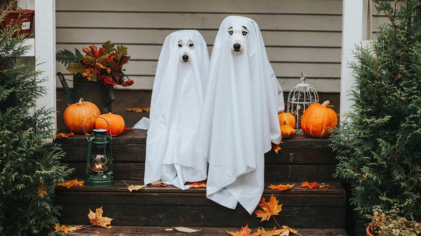 Get your yard and the inside of your home ready for Halloween. 