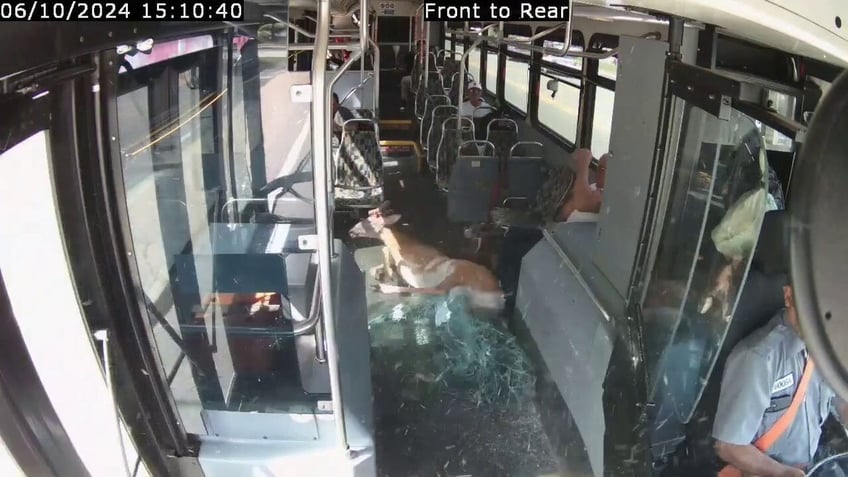 Deer on bus in Rhode Island