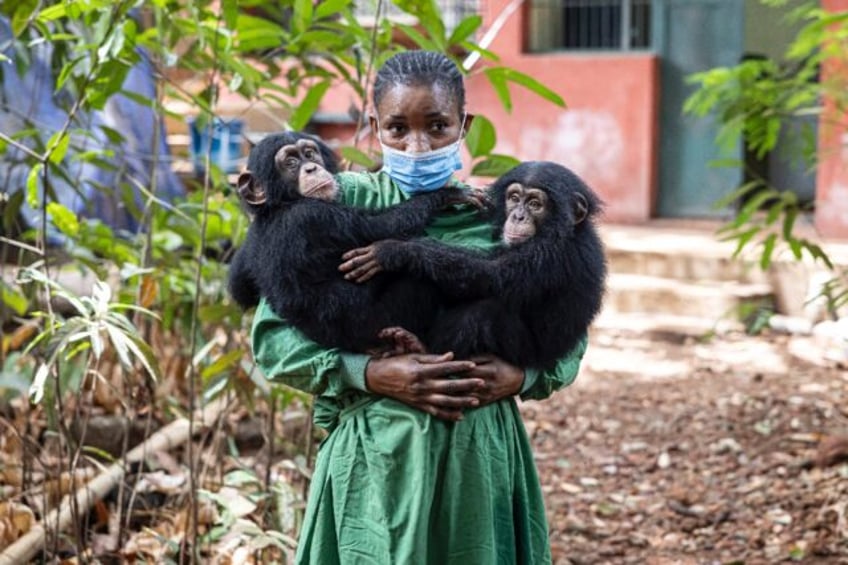 A caretaker holds rescued chimpanzees Esther and Rio at the Tacugama Chimpanzee Sanctuary