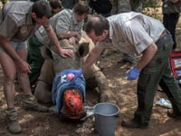 Dehorning of S.African rhinos slashed poaching: study