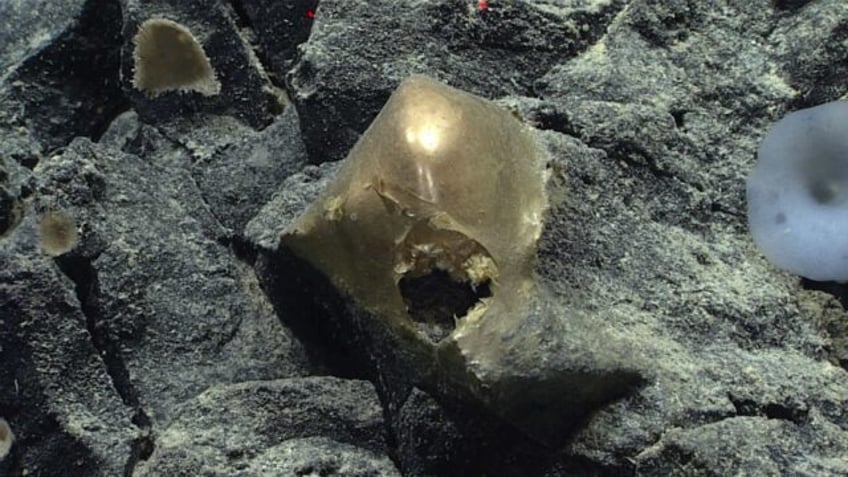 delightfully strange mystery golden egg found on ocean floor