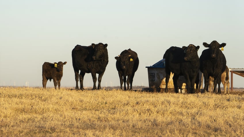 Black angus cattle