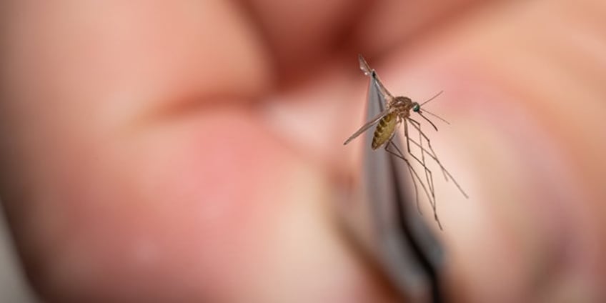 dengue virus spreads across florida counties health officials say