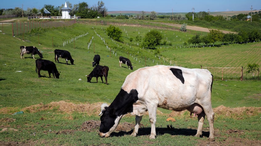 Cows grazing