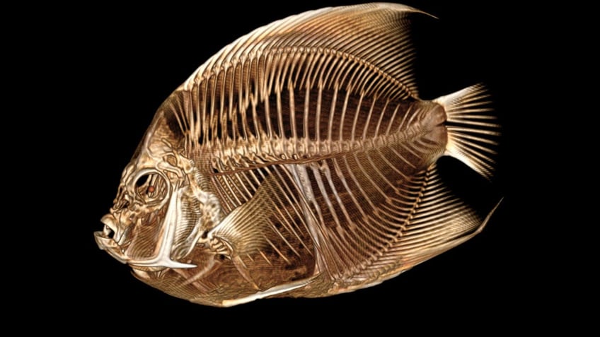 denver zoo gives angelfish a ct scan after worker sees fish swimming with funny tilt