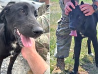 Deployed soldier pleads for rescue of puppy found overseas: 'Part of my soul'