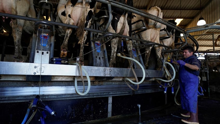 A worker helps milk Holstein cows at Airoso Circle A Dairy in Pixley, California