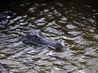 Despite husband’s efforts to fight off alligator, woman dies in Florida attack