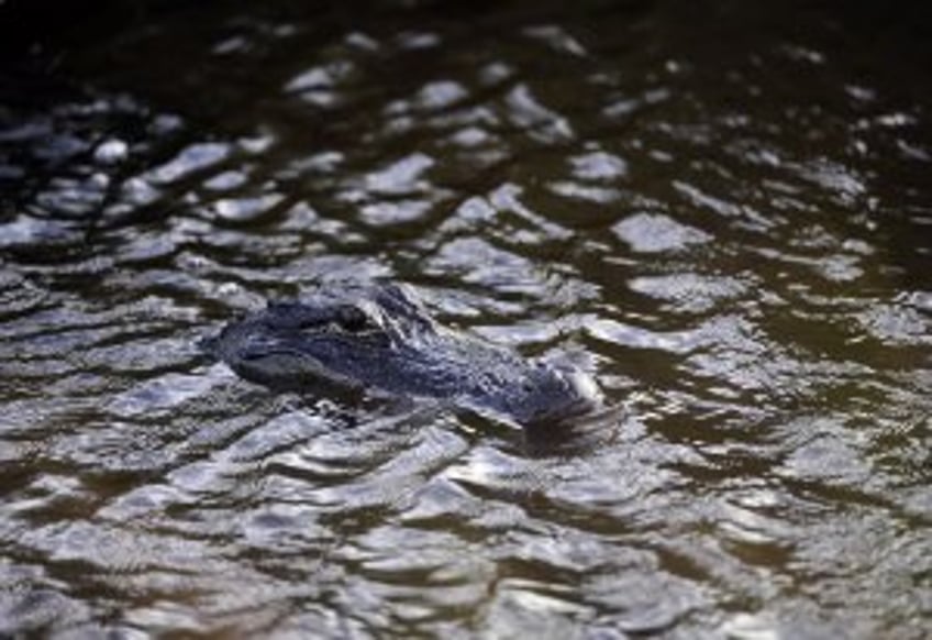 Despite husband's efforts to fight off alligator, woman dies in Florida attack