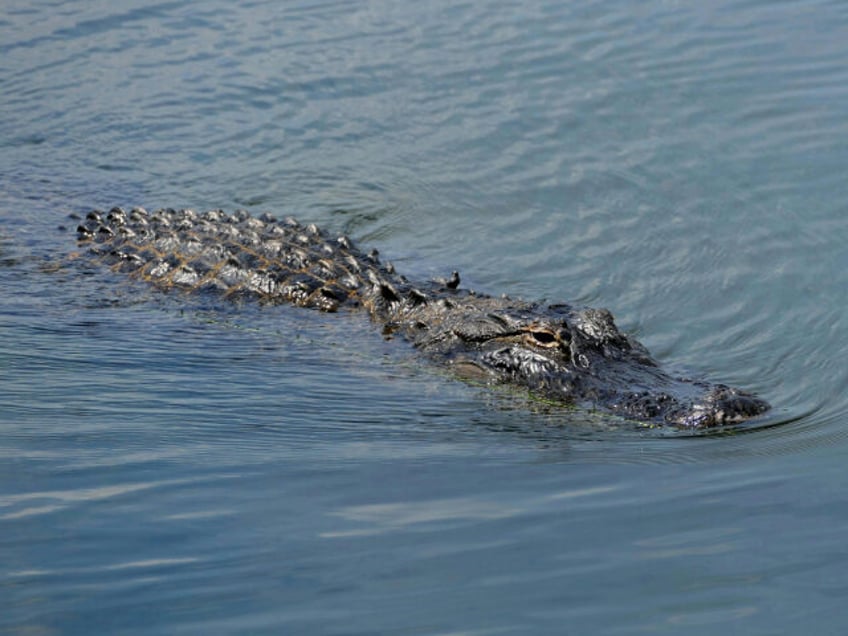alligator
