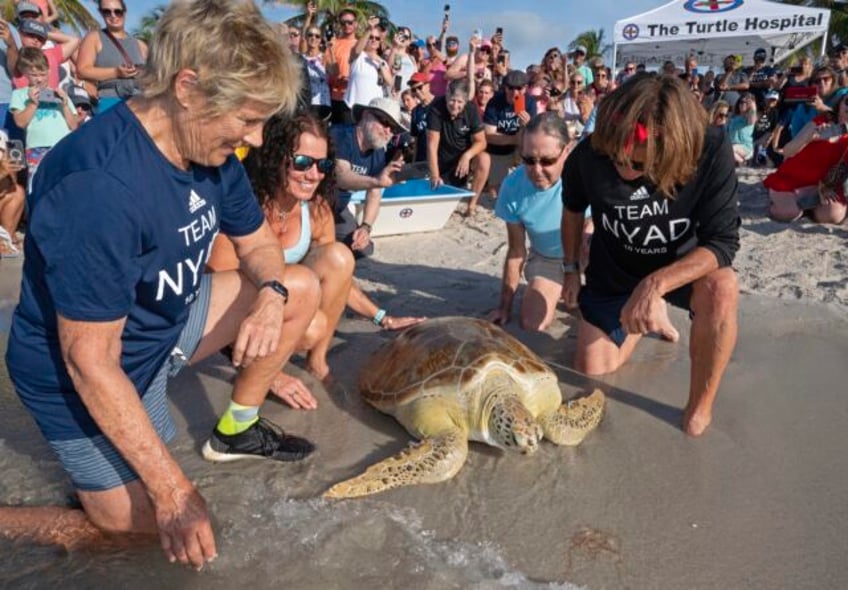 diana nyad marks anniversary of epic cuba florida swim freeing rehabilitated sea turtle in the keys