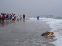 Dilly Dally the sea turtle returns to the ocean after flipper amputation