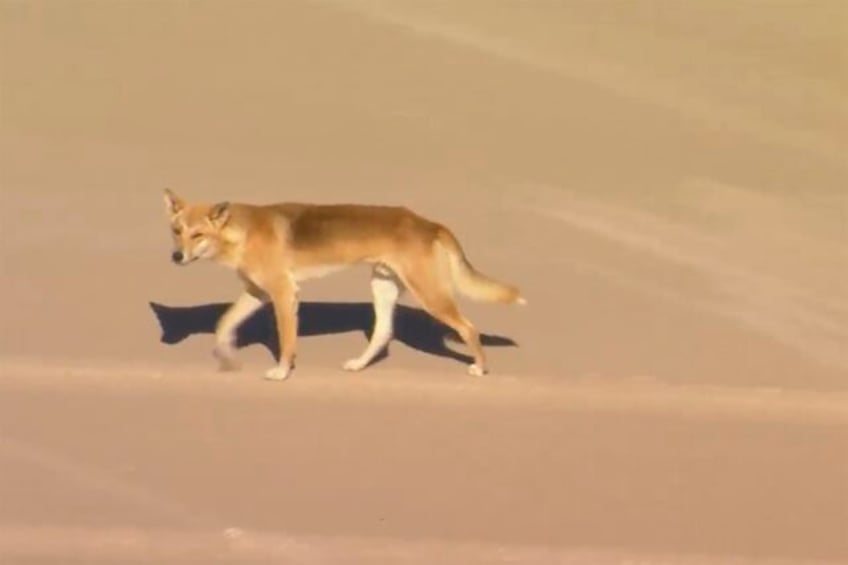 dingoes attack a woman jogging on australian island beach and leave her hospitalised