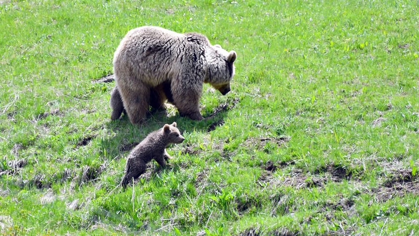 Bear with cub