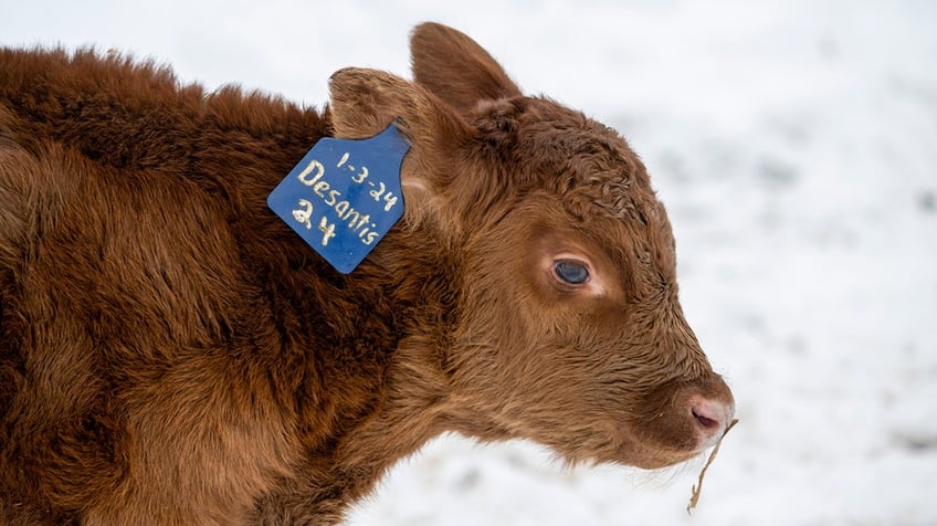 Iowa cattle 