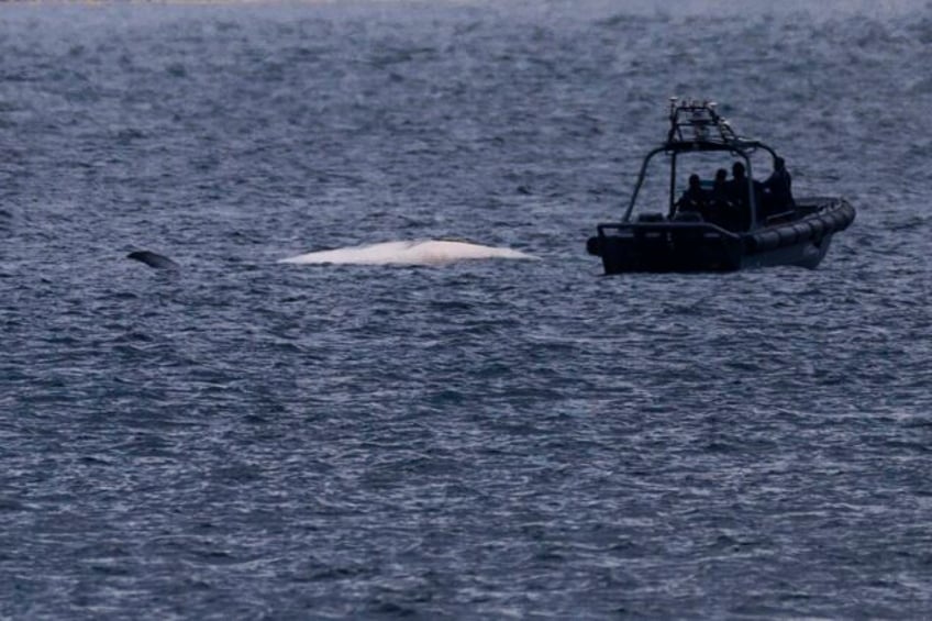 discovery of a whale carcass in hong kong sparks anger over the possible damage done by sightseers