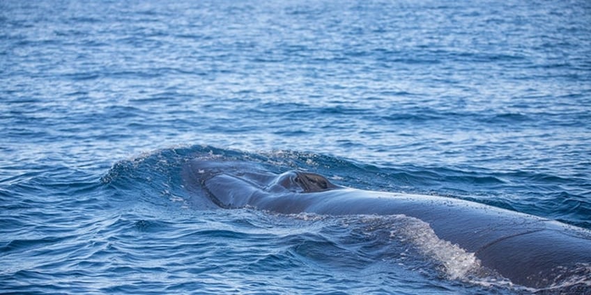 discovery of whale carcass in hong kong sparks outpouring of grief residents blame sightseers