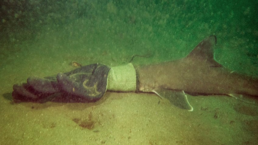 divers rescue juvenile shark trapped in work glove off rhode island coast