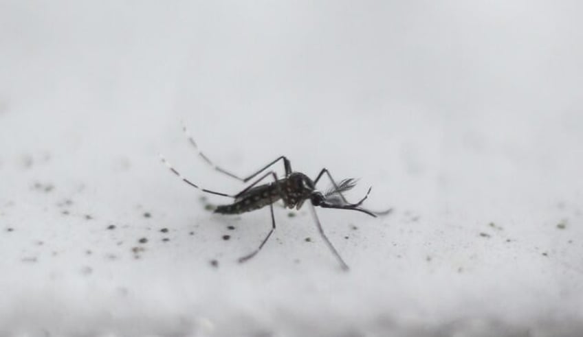 Oxitec has created a so-called 'friendly mosquito', a genetically modified male