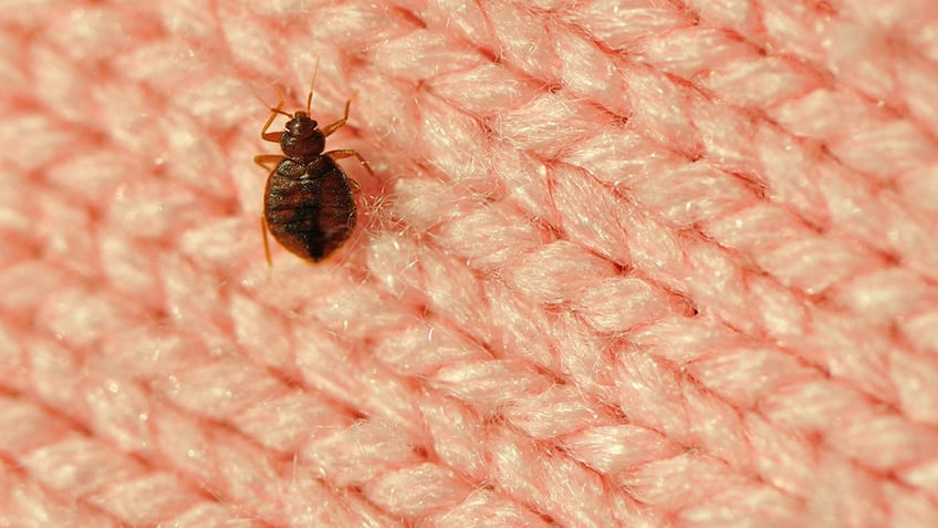 bed bug on sweater