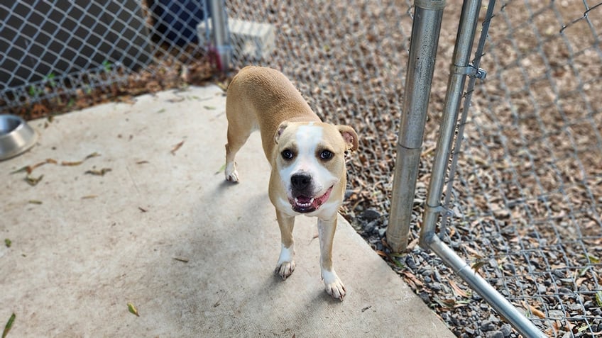 dog abandoned at the front door of animal care center is up for adoption meet laa laa