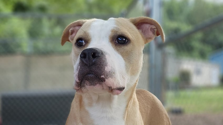 dog abandoned at the front door of animal care center is up for adoption meet laa laa