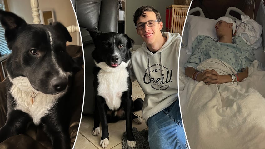 dog alerts family saves texas teenager from life threatening stroke keeping guard