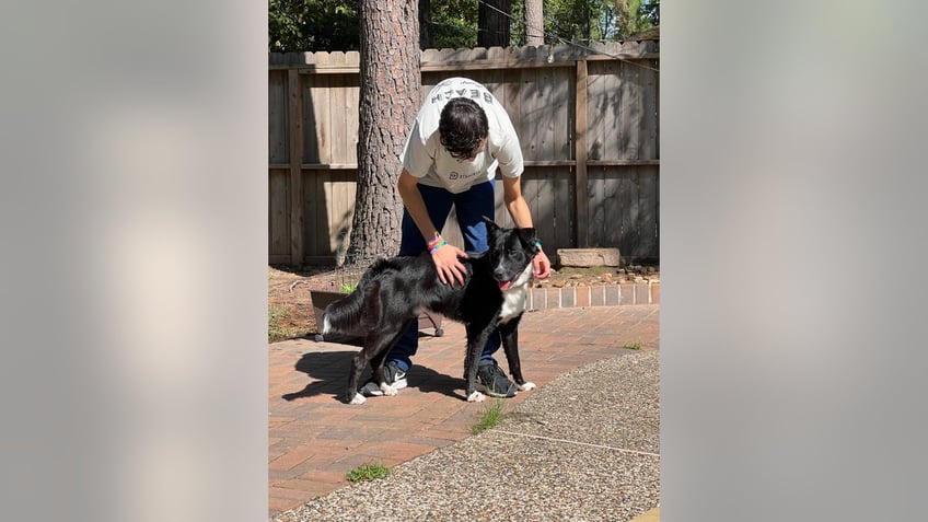 dog alerts family saves texas teenager from life threatening stroke keeping guard