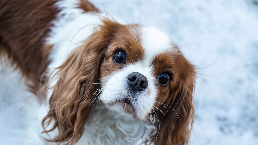 Cavalier King Charles Spaniels