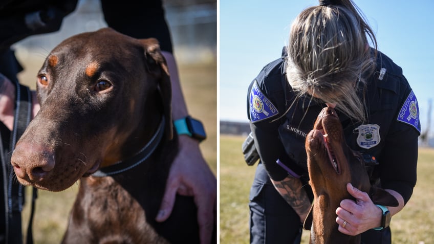 Split image of Zeus close-up and Northcutt kissing him