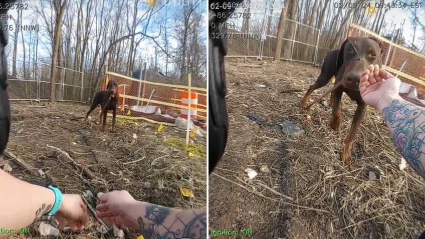 Split image of dog seen on bodycam