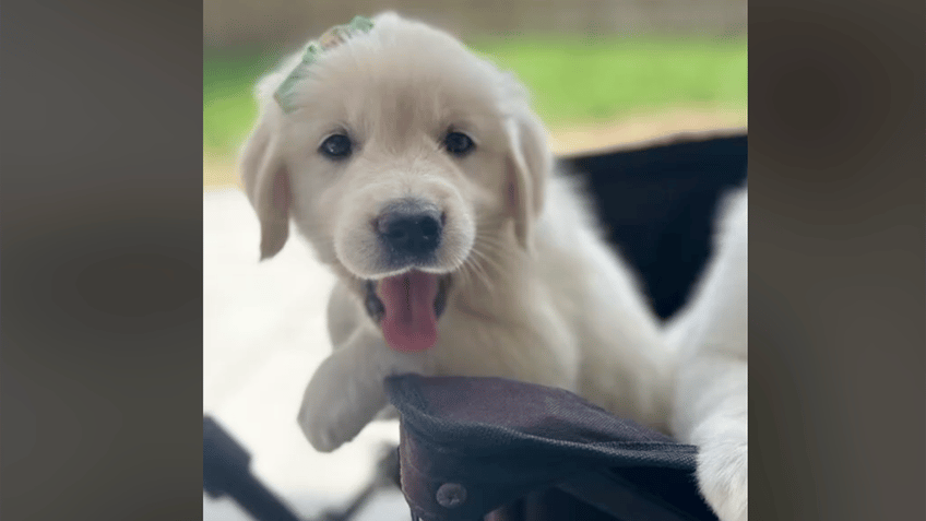 cute puppy dog with green bow