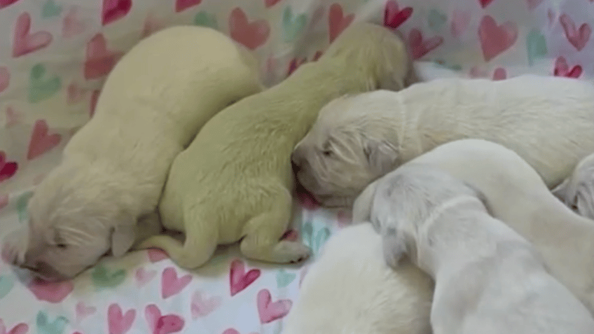 lime green dog snuggling