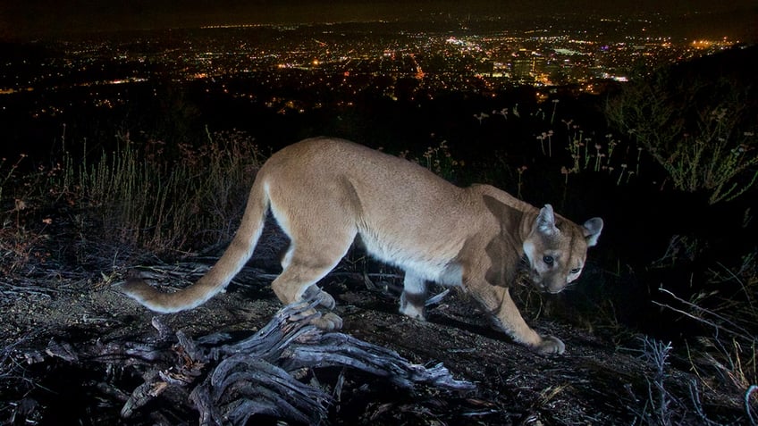 Mountain lion