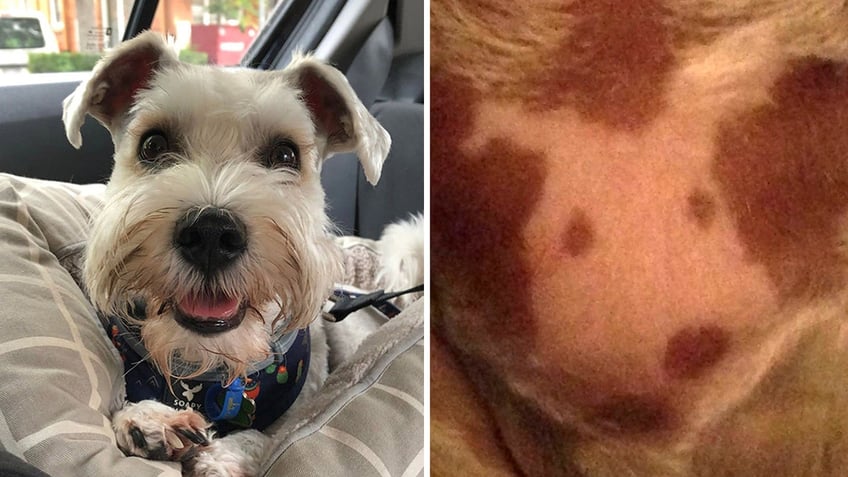 dog owner notices something unusual about pups spots plus a coffee vs tea debate