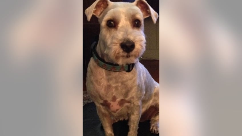 dog owner notices spots on pets chest that resemble the pup himself see the surprising pictures