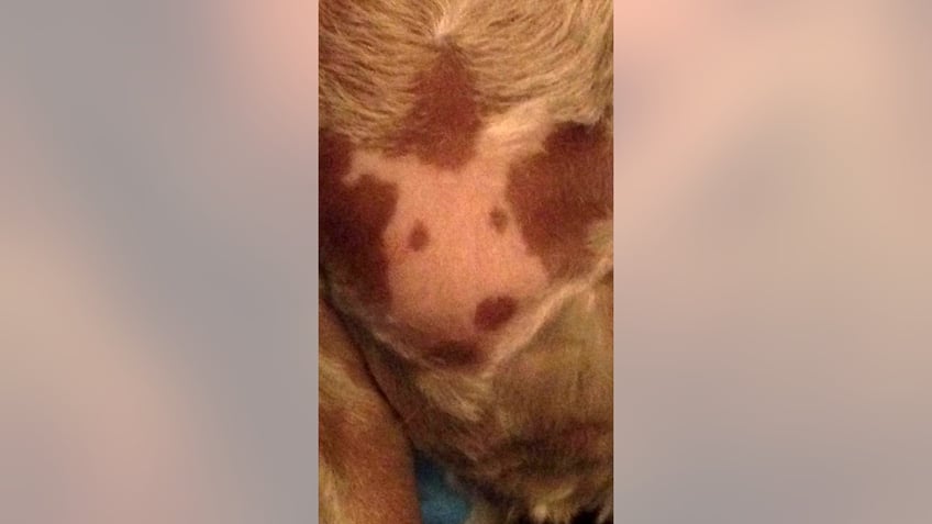 dog owner notices spots on pets chest that resemble the pup himself see the surprising pictures