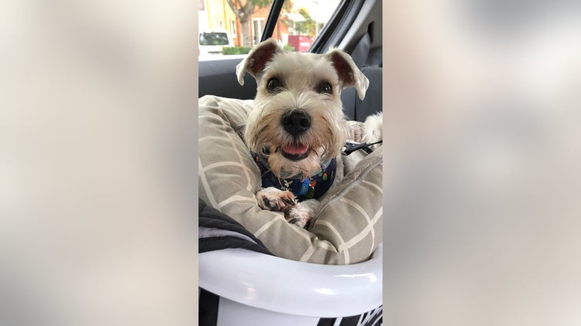 dog owner notices spots on pets chest that resemble the pup himself see the surprising pictures