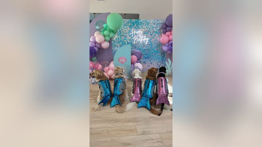 dog pawty 3 pet owners share why they spend hundreds of dollars on their pets birthday parties