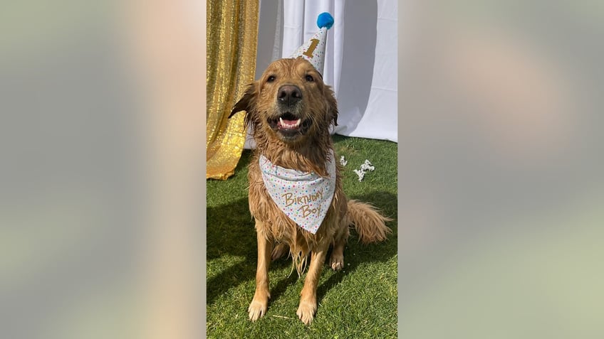 dog pawty 3 pet owners share why they spend hundreds of dollars on their pets birthday parties